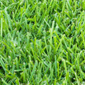 St. Augustine Sod Pallet 500 Sq. Ft.